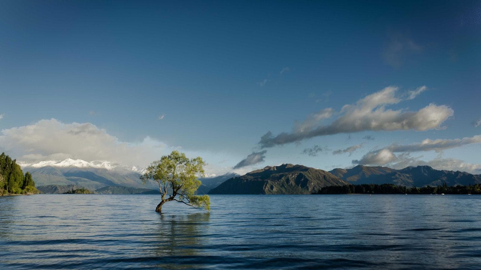 A serene landscape features a single tree with green leaves growing from the middle of a calm lake, surrounded by distant mountains under a blue sky with scattered clouds.